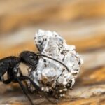 home remedies to get rid of ants