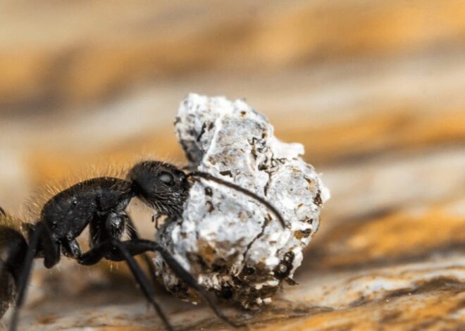 Home remedies to get rid of Ants