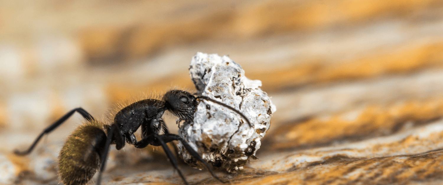 Home remedies to get rid of Ants