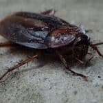 effective home remedies to get rid of cockroaches