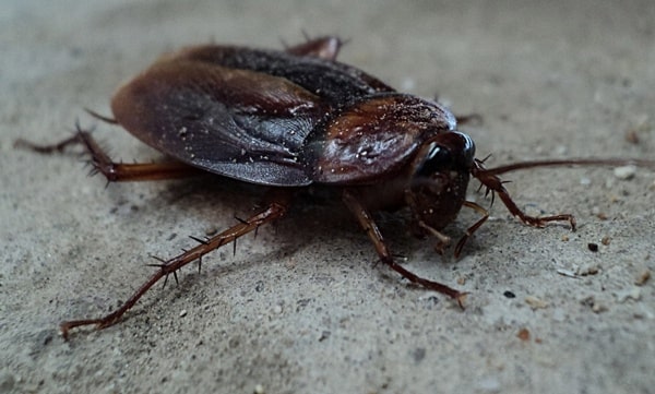 Effective home remedies to get rid of Cockroaches