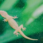 home remedies to get rid of lizards