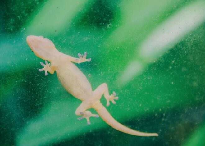 Home remedies to get rid of Lizards