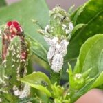 Easy treatment for White fuzzy critters Mealy bugs on plants