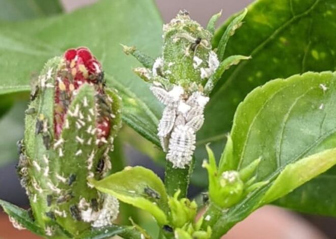 Effective home remedies for Mealybugs on your plants