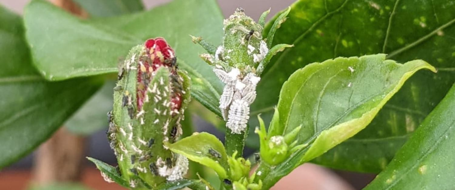 Effective home remedies for Mealybugs on your plants