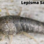 home remedies to get rid of silverfish