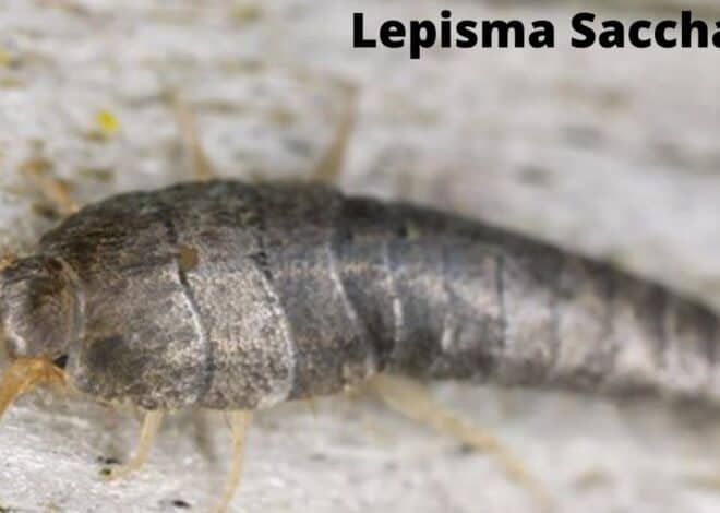 Effective Home remedies to get rid of Silverfish