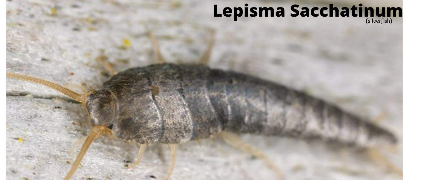 Effective Home remedies to get rid of Silverfish