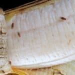 quick tips to get rid of fruit flies in your kitchen