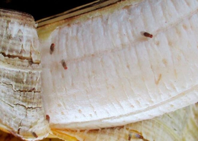 Quick Tips to get rid of Fruit Flies in your Kitchen