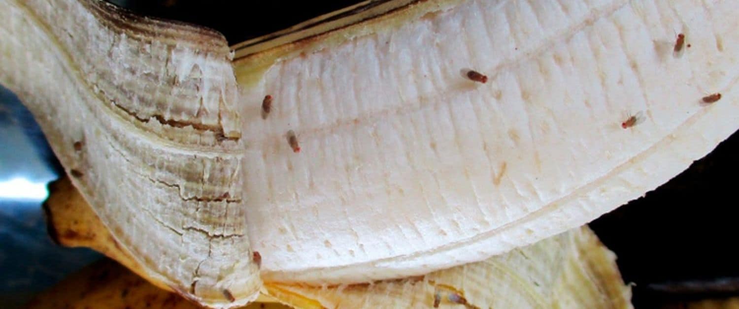 Quick Tips to get rid of Fruit Flies in your Kitchen