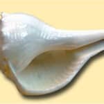 health benefits of blowing a shankha