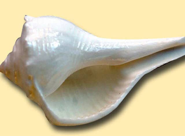 Health benefits of blowing a Shankha