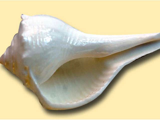 Health benefits of blowing a Shankha