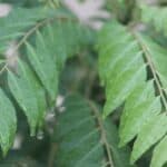 tips to store curry leaves fresh for long