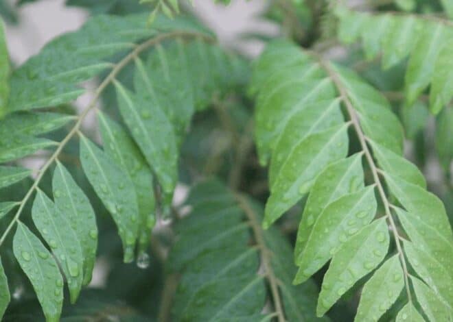 Tips to keep Curry Leaves fresh for long