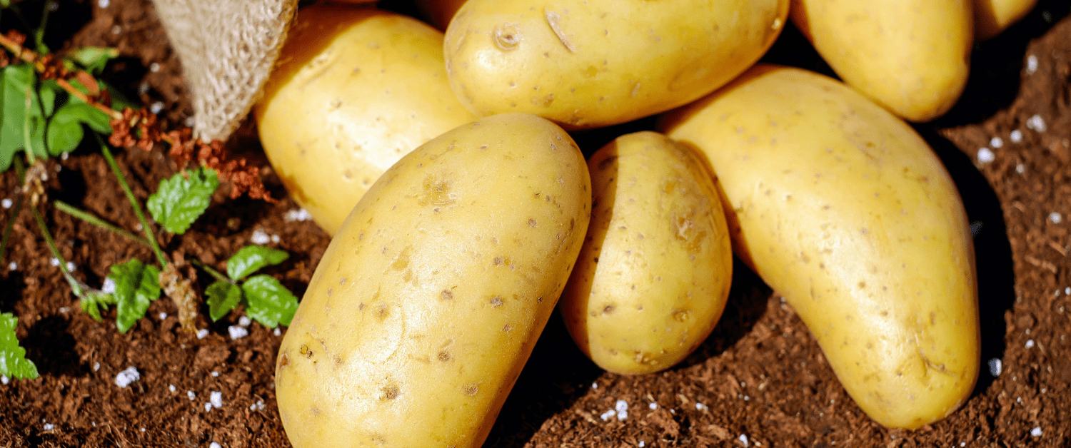 Some clever ways to store Potatoes