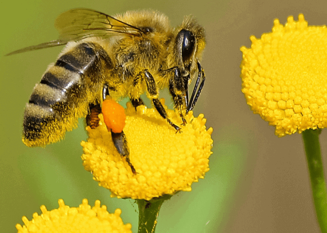 How to Get Rid of Honey Bees Naturally and Safely