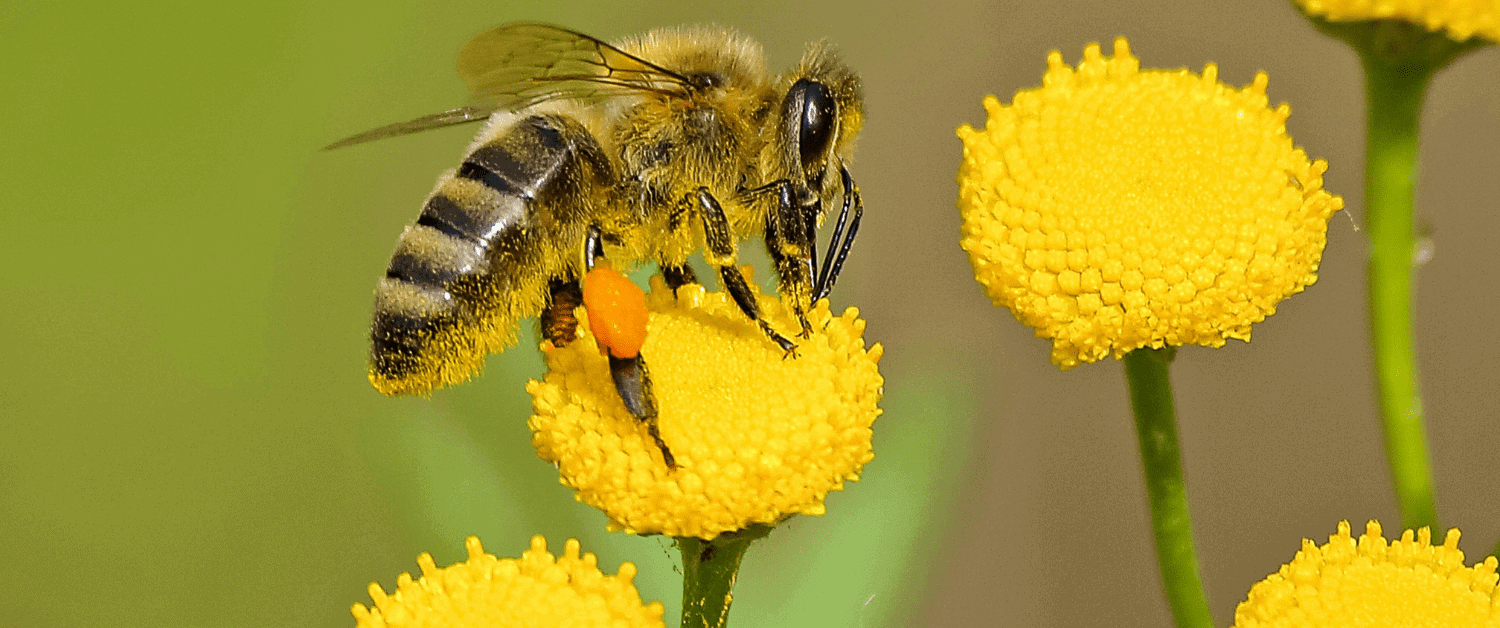 How to Get Rid of Honey Bees Naturally and Safely