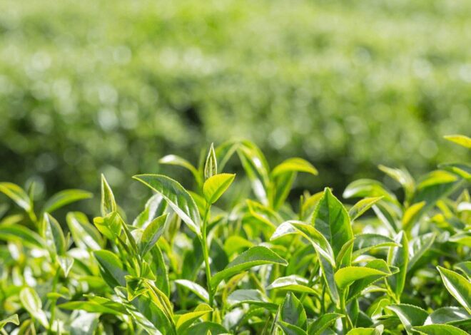 Darjeeling Tea: “The Champagne of Teas”