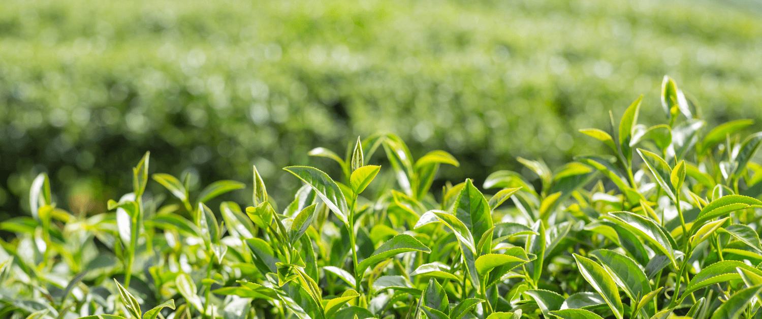 Darjeeling Tea: “The Champagne of Teas”