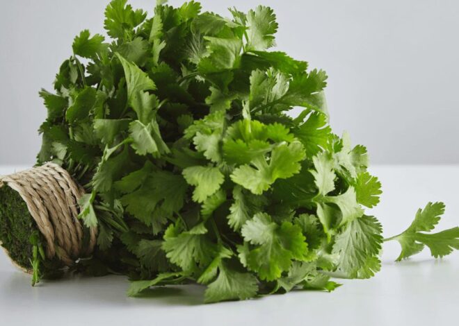 Fresh Coriander Leaf Tea: A Simple Herbal Brew with Big Health Benefits