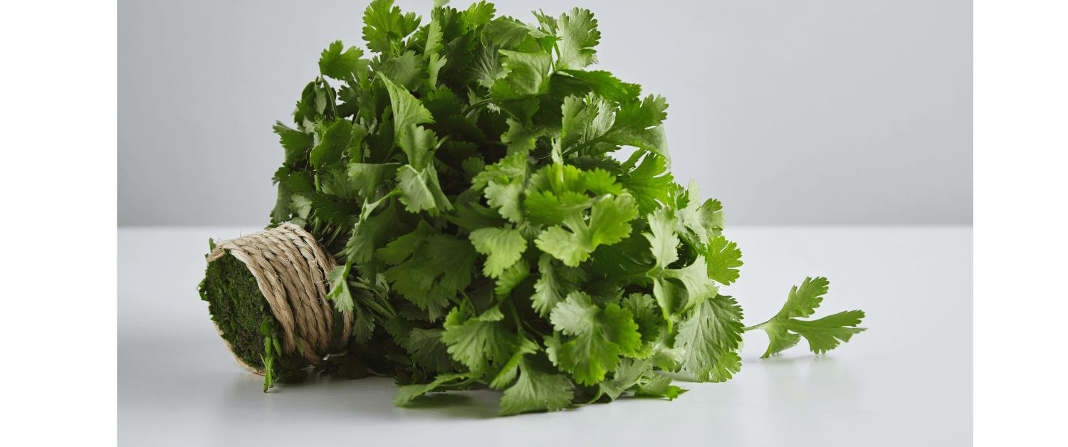 Fresh Coriander Leaf Tea: A Simple Herbal Brew with Big Health Benefits