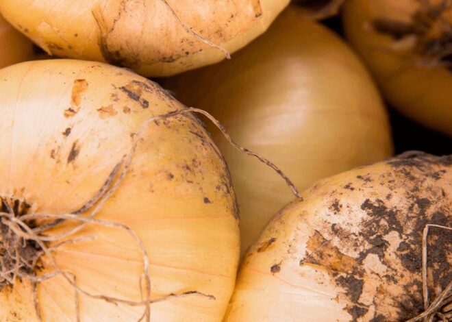 “Are Black-Spotted Onions Safe? How to Choose Fresh Ones”
