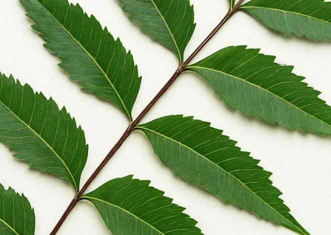 Neem Oil Benefits for Home & Skin Care