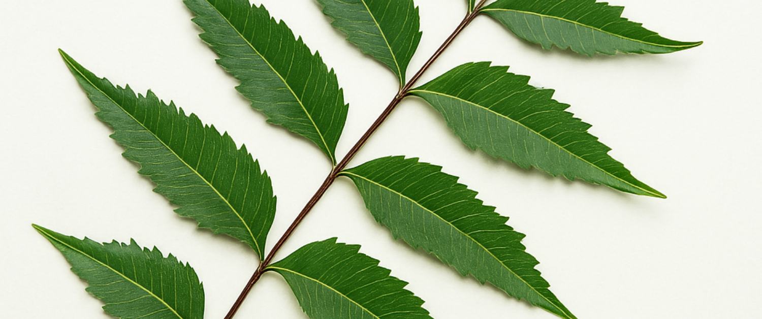 Neem Oil Benefits for Home & Skin Care